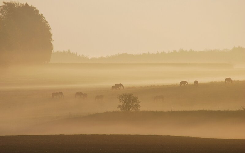 Horses Grazing in Fog — Yellow, Serene