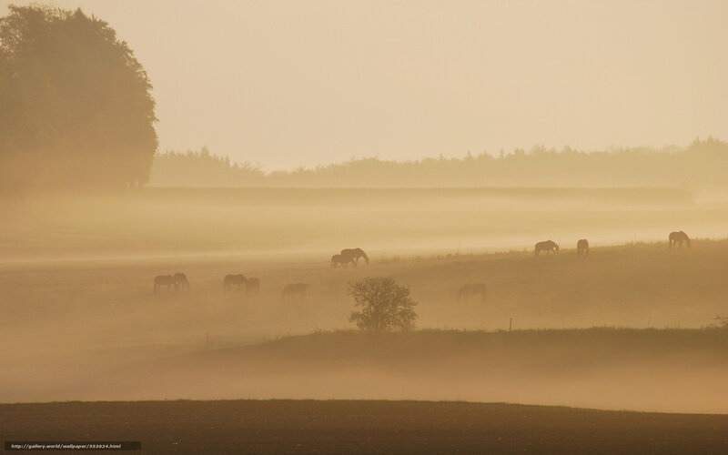 Horses Grazing in Fog — Yellow