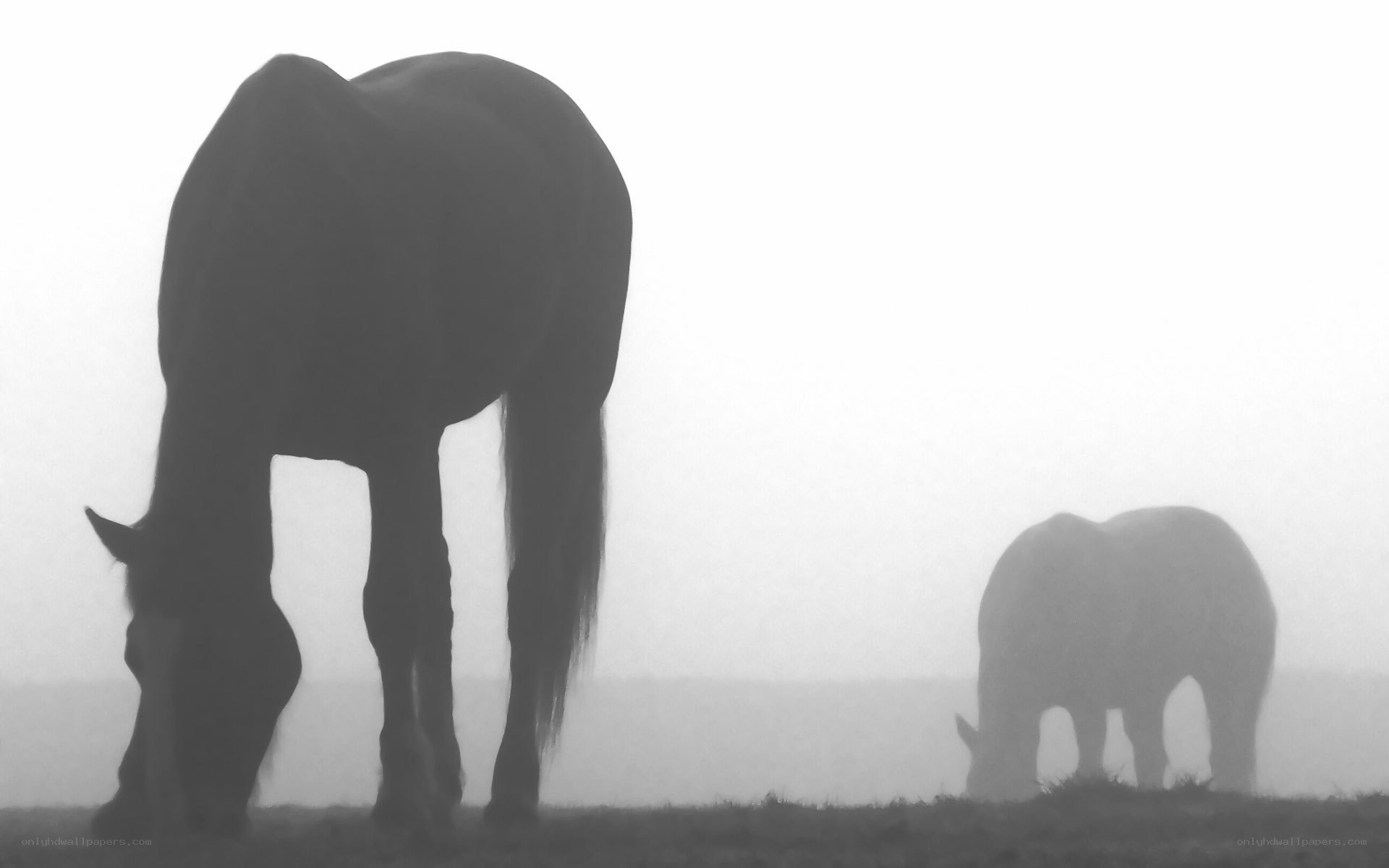Horses grazing in fog