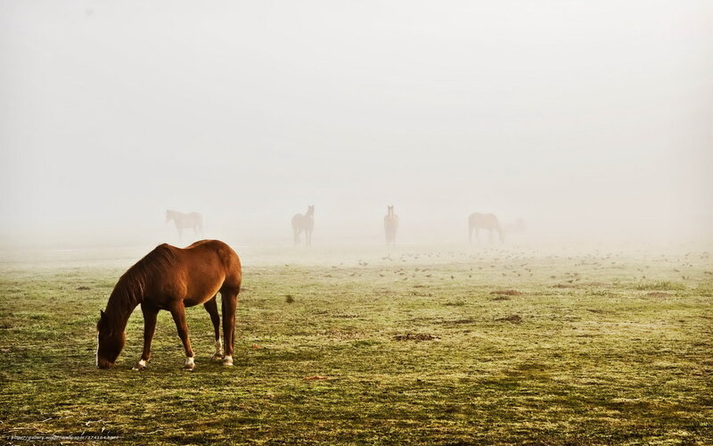 Horses grazing in foggy field