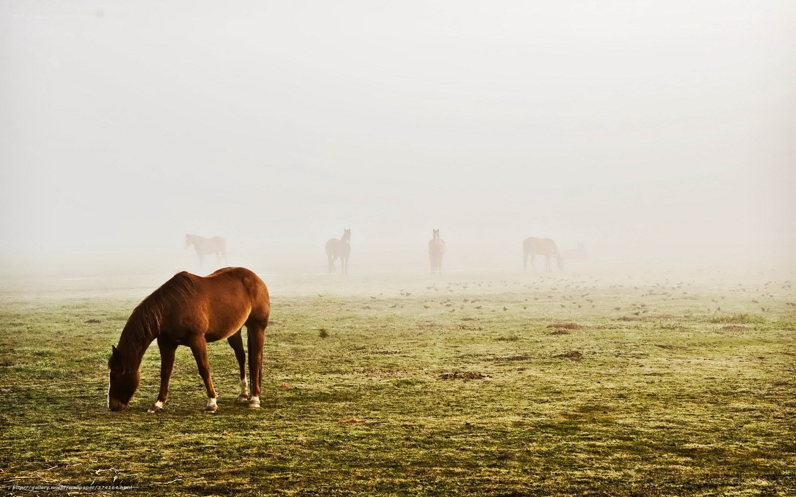 Horses grazing in foggy field