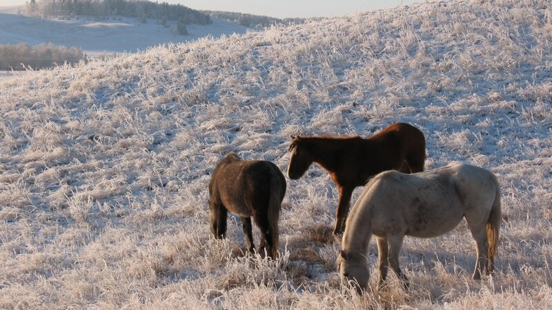 Horses grazing in frosty field