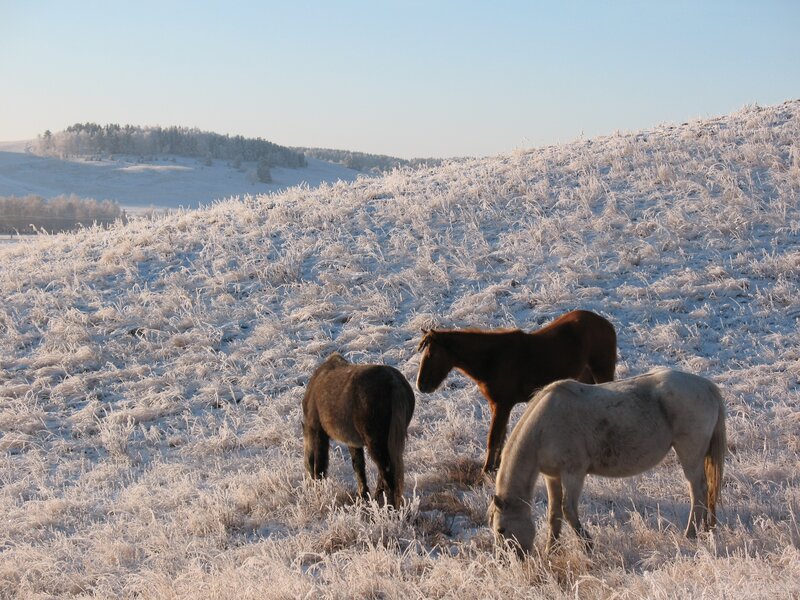 Horses grazing in frosty field