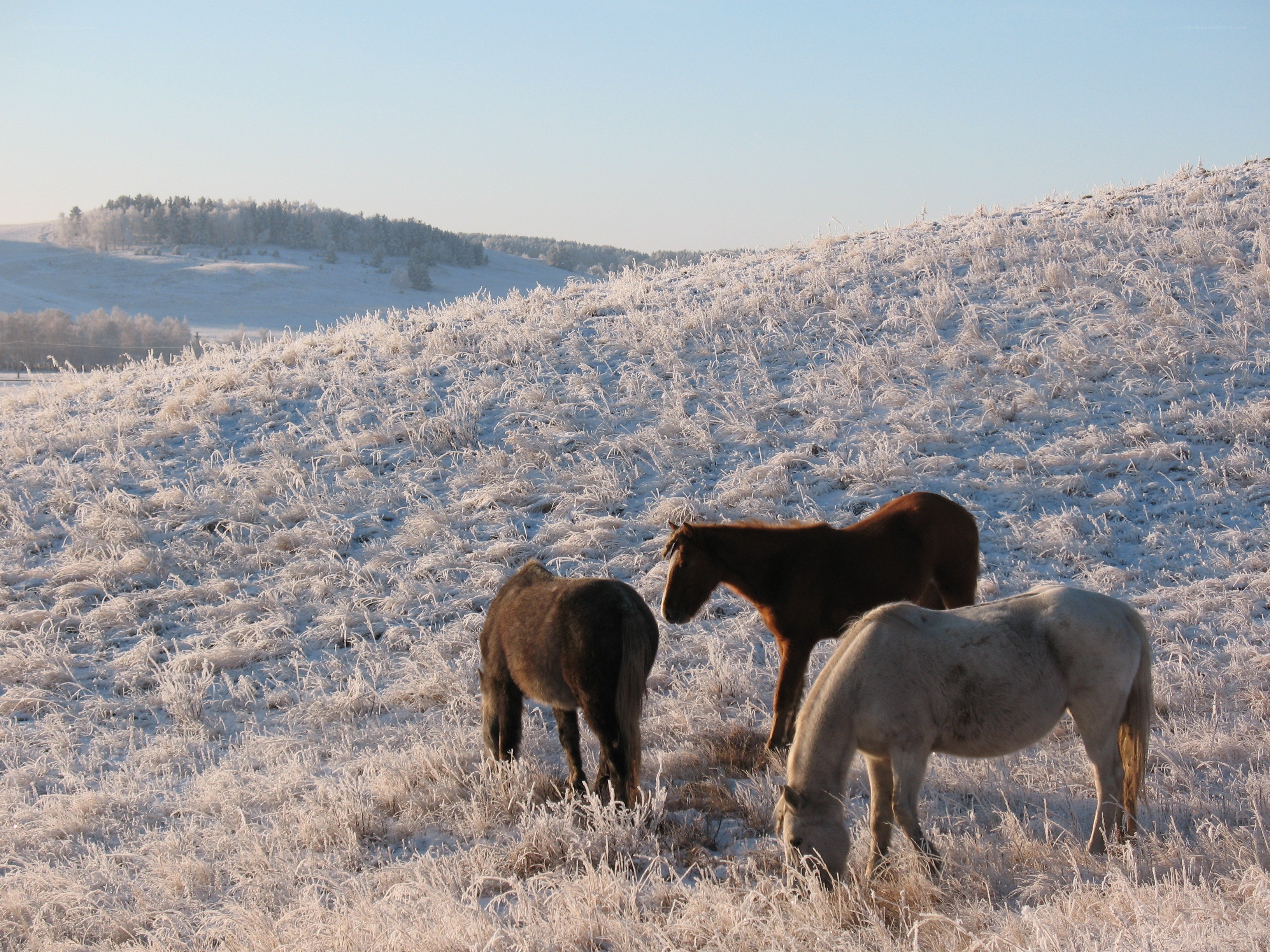 Horses grazing in frosty field