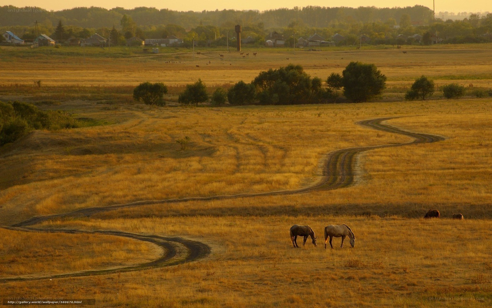 Horses grazing in golden field