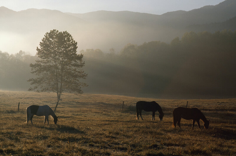 Horses grazing in misty field