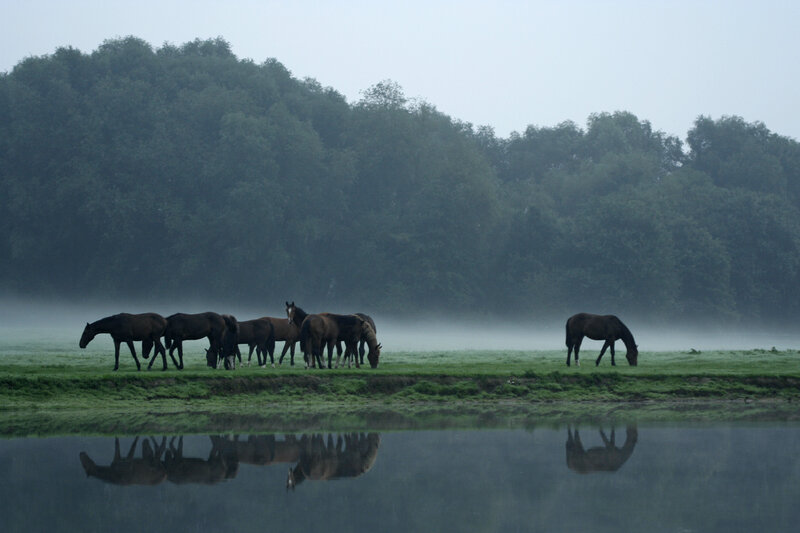 Horses grazing in misty morning