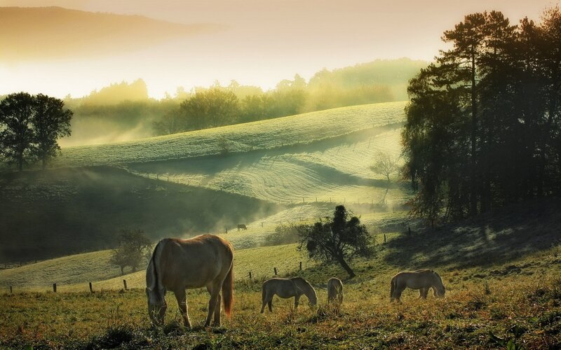Horses grazing in misty morning