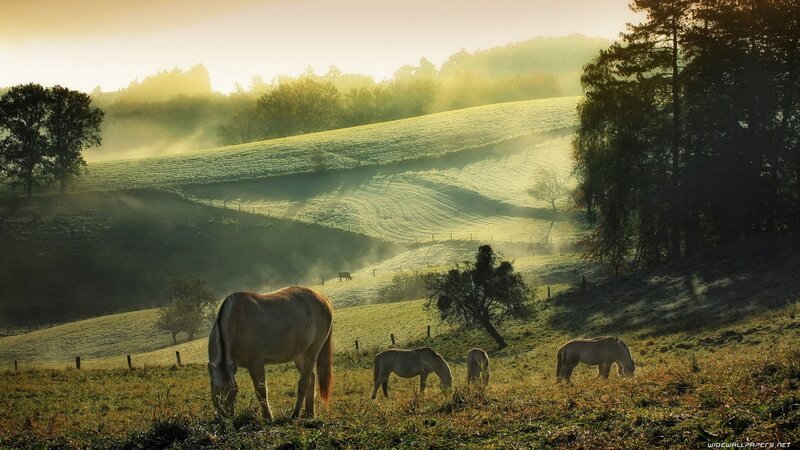 Horses grazing in misty morning