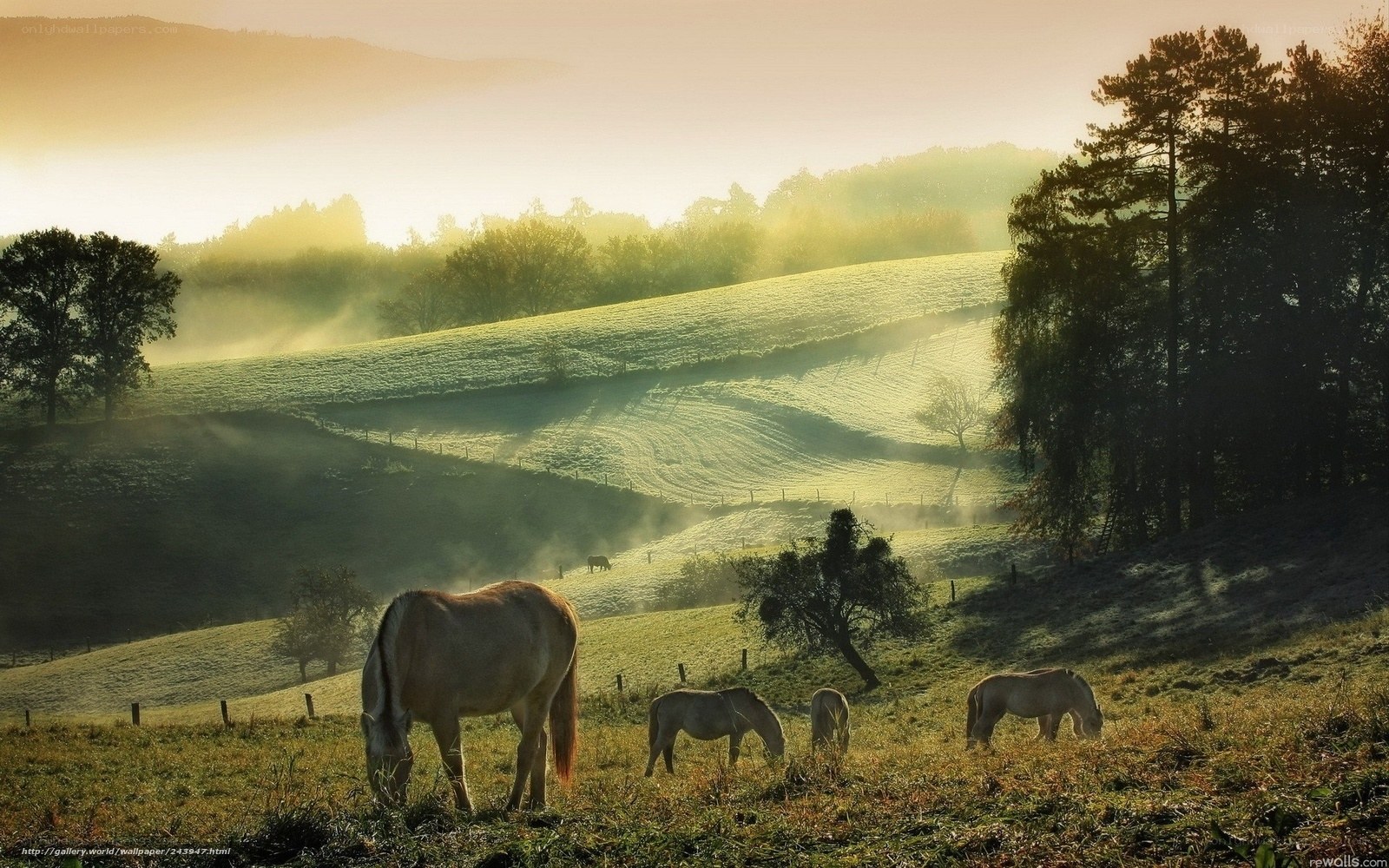 Horses grazing in misty morning