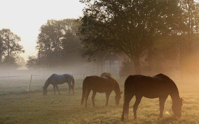Horses grazing in morning mist