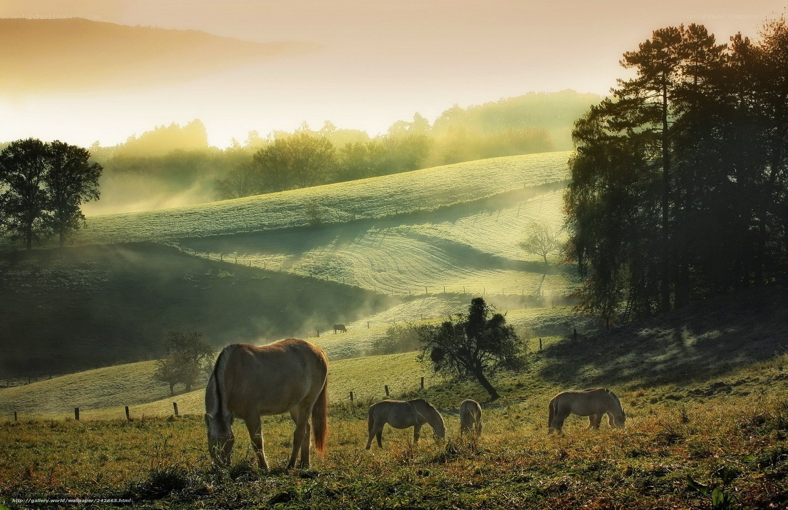 Horses grazing in morning mist