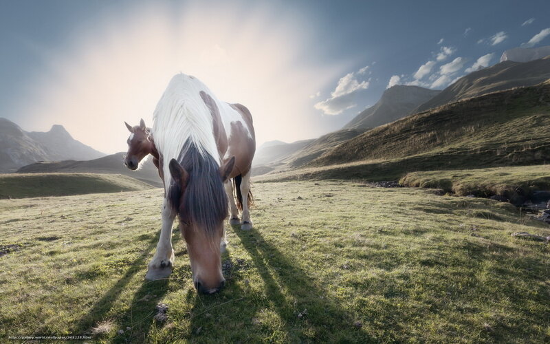 Horses grazing in mountain field