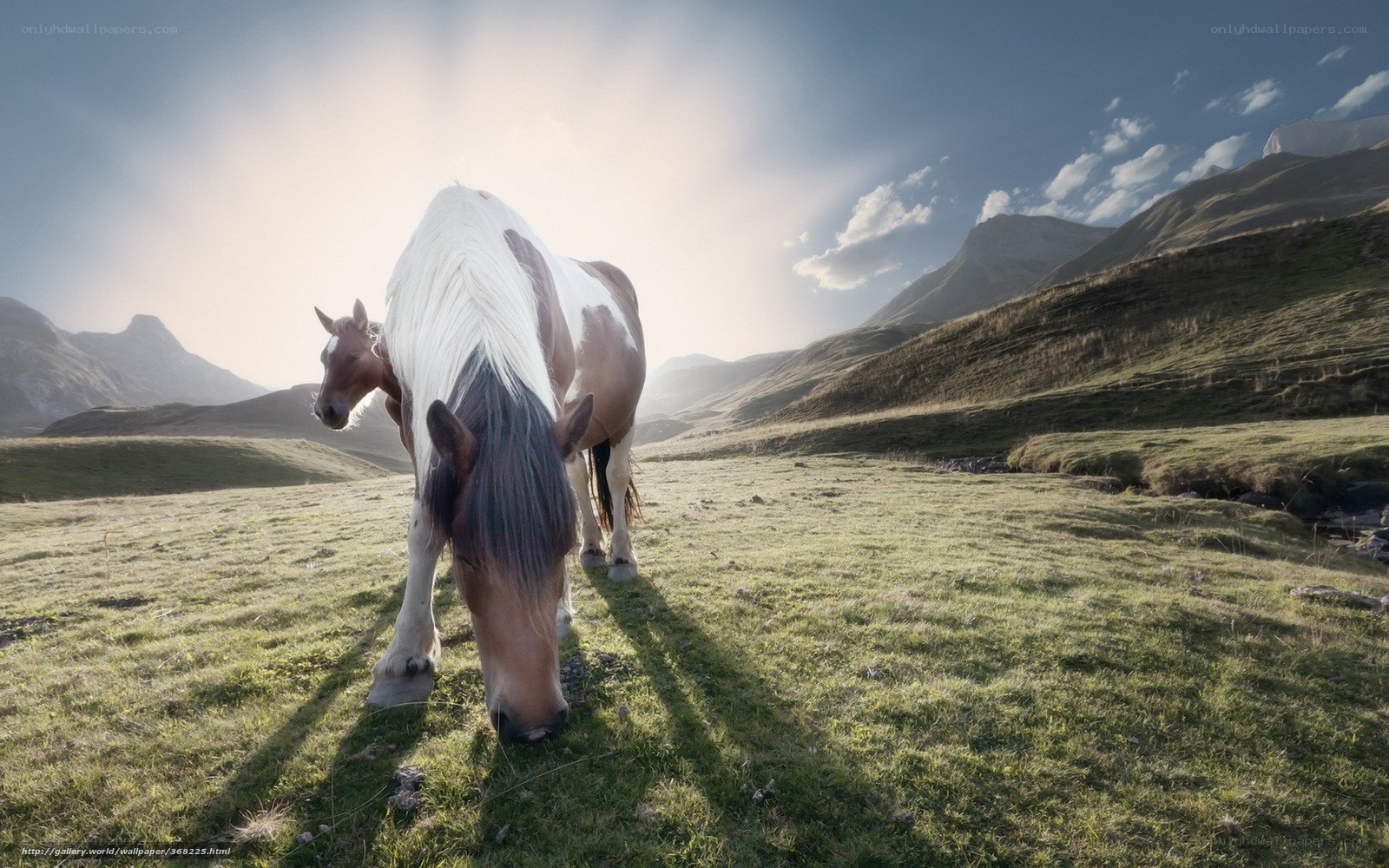 Horses grazing in mountain field