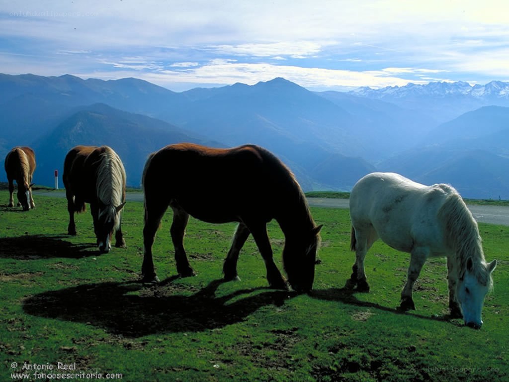 Horses grazing in mountain landscape
