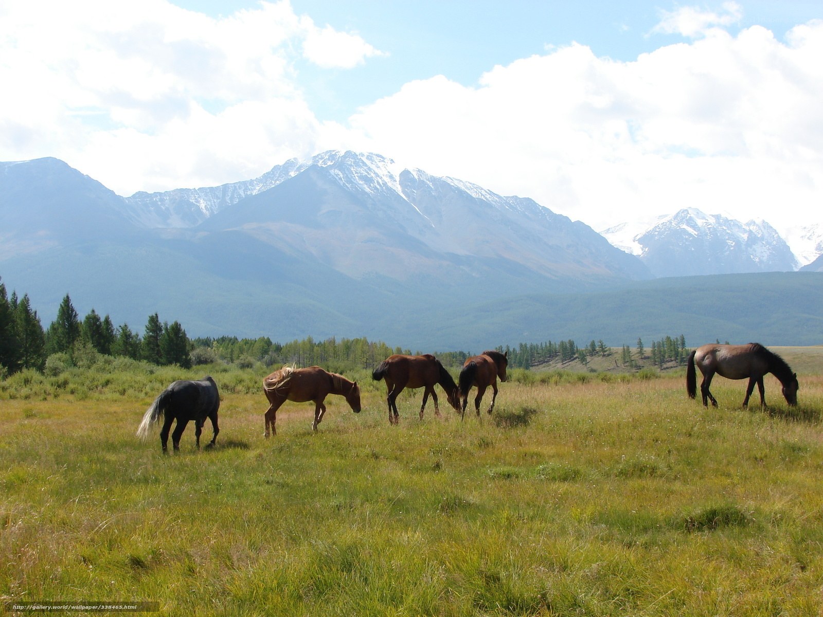 Horses grazing in mountain meadow