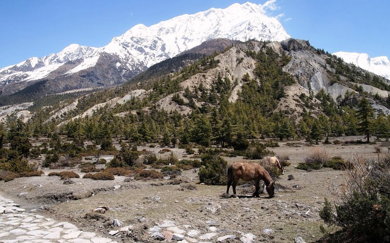 Horses Grazing in Mountains