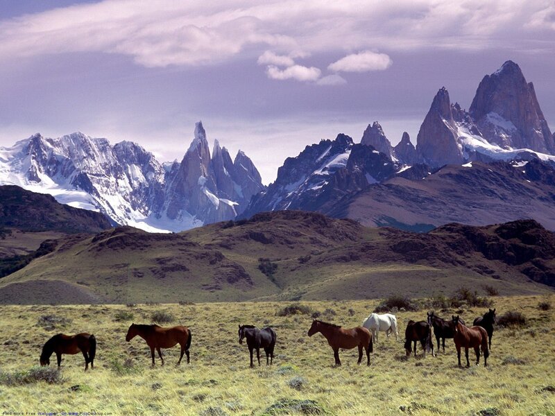 Horses grazing in Patagonia