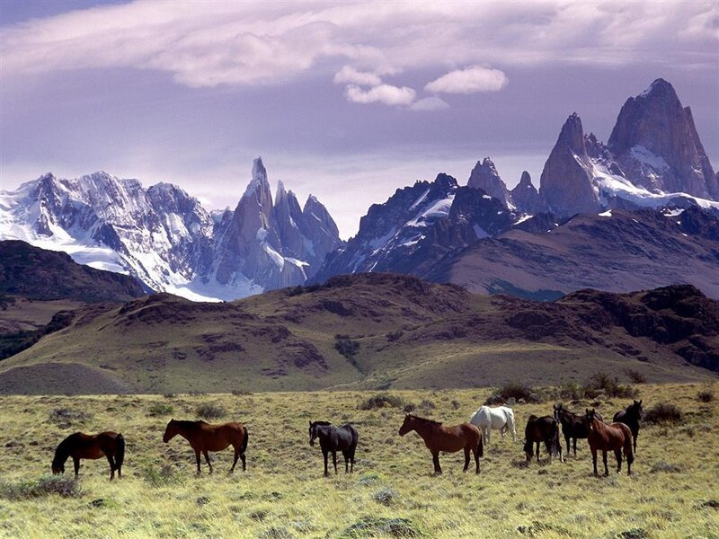 Horses grazing in Patagonia