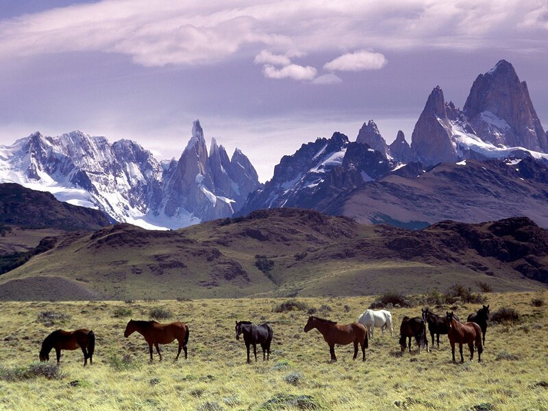 Horses grazing in Patagonia