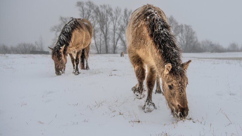 Horses Grazing in Snow