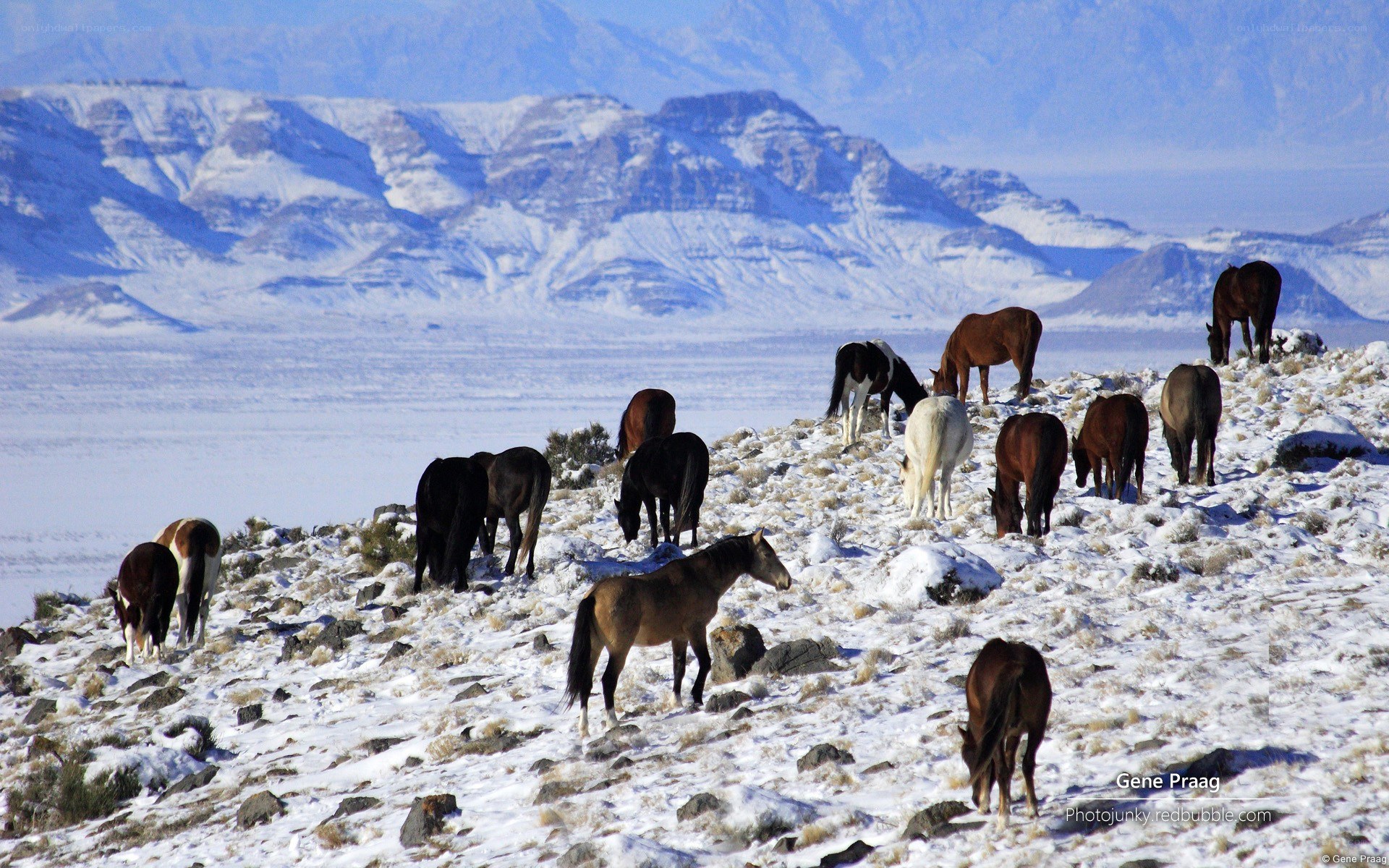 Horses grazing in snowy mountains