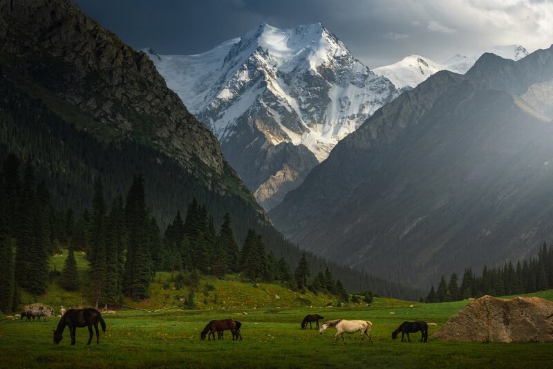 Horses Grazing in Valley — Green, Dramatic