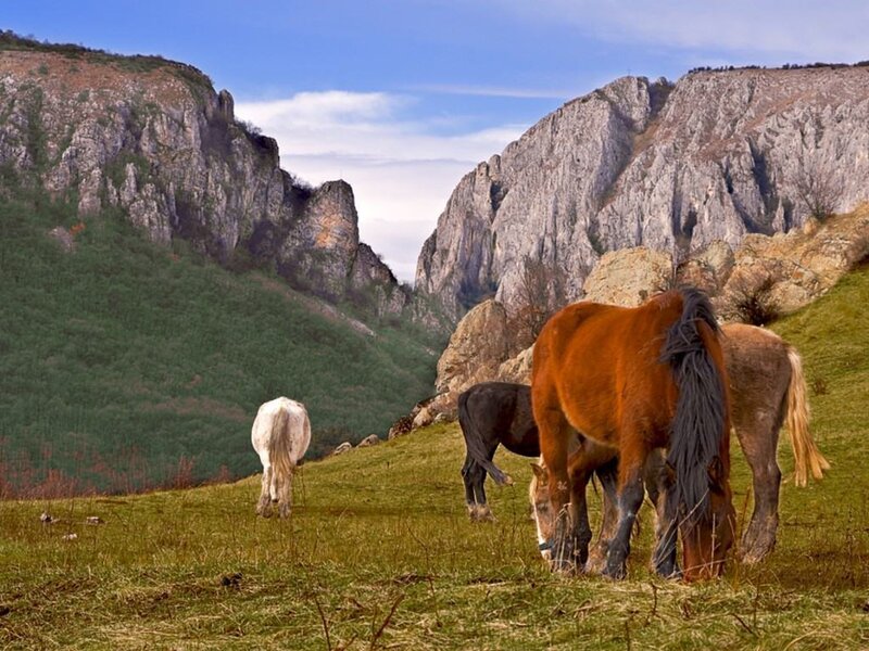 Horses Grazing in Valley — Green, Serene