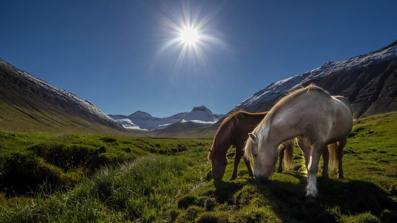 Horses Grazing in Valley