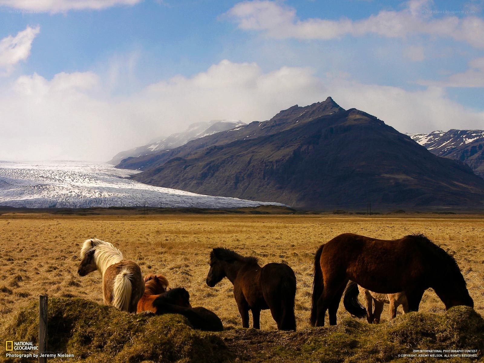 Horses grazing near a glacier