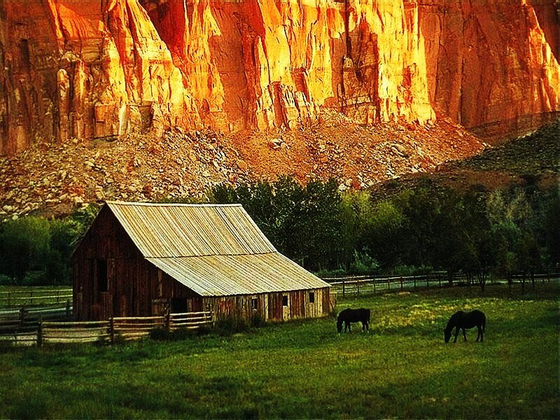 Horses Grazing Near Barn