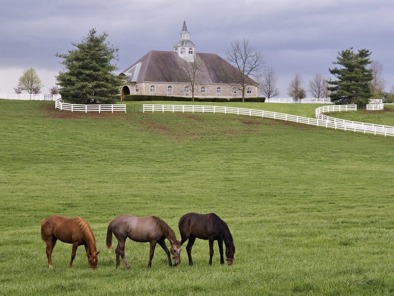 Horses grazing on a farm