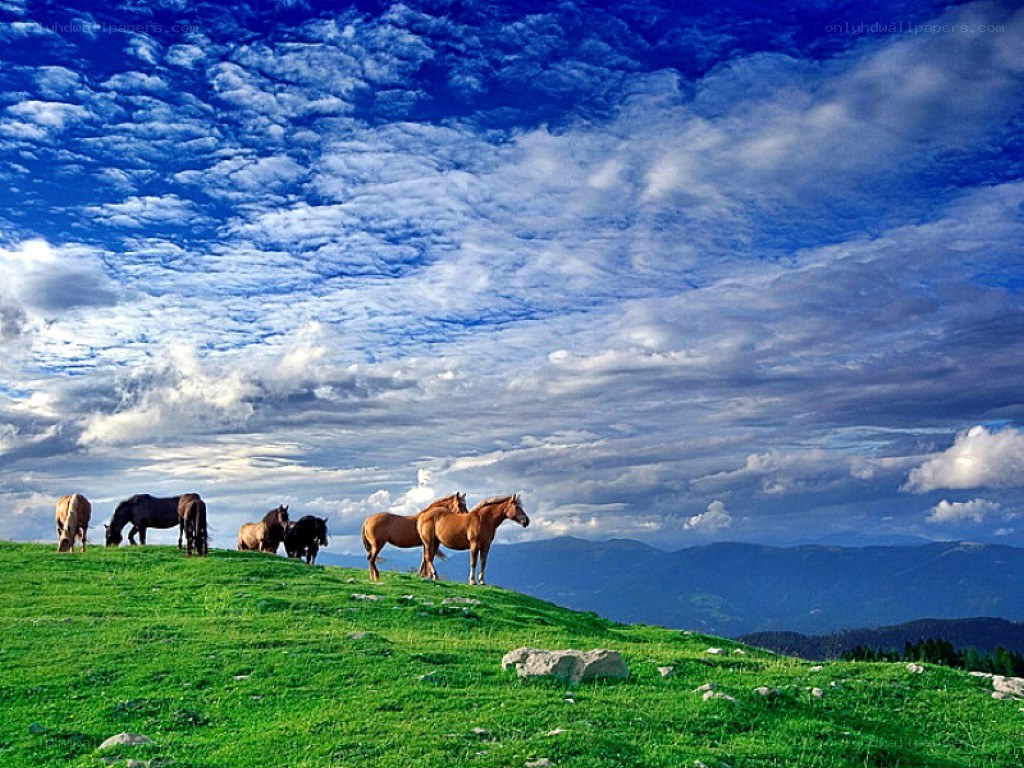 Horses grazing on a hillside