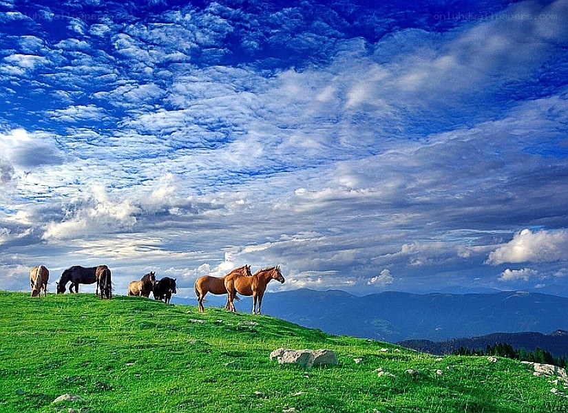 Horses grazing on a hillside