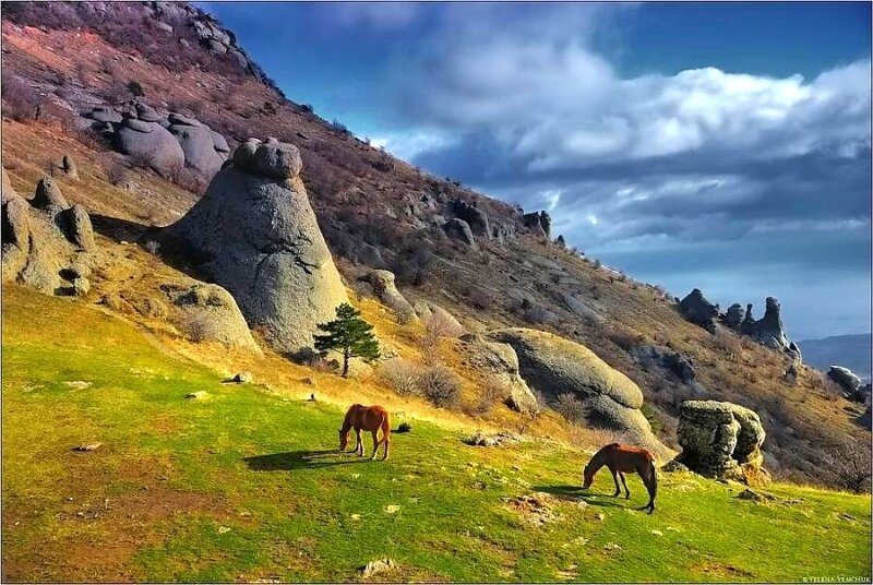Horses grazing on a rocky hillside
