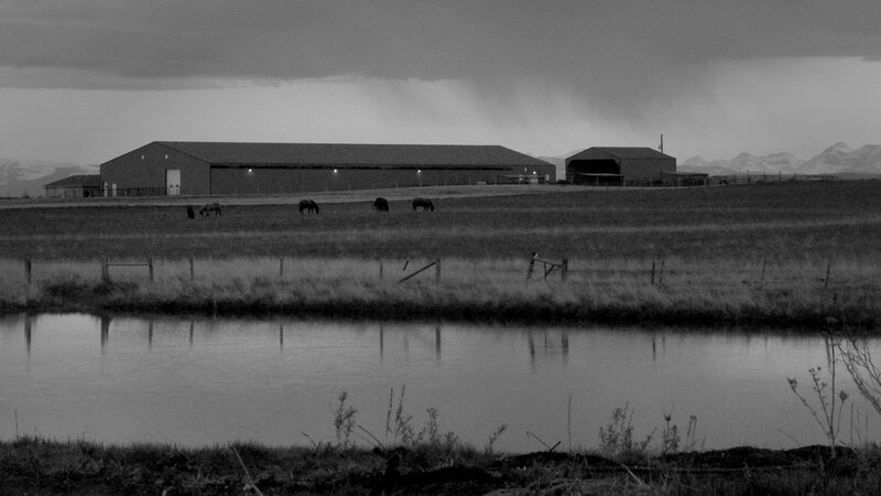 Horses Grazing on Farm