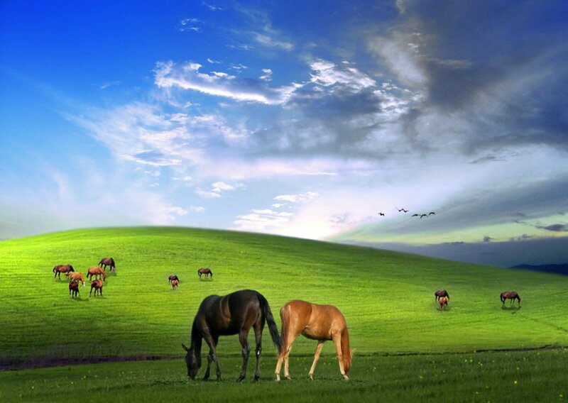 Horses Grazing on Hill