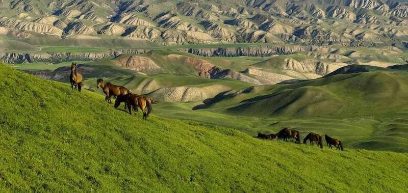 Horses Grazing on Hillside — Green, Serene
