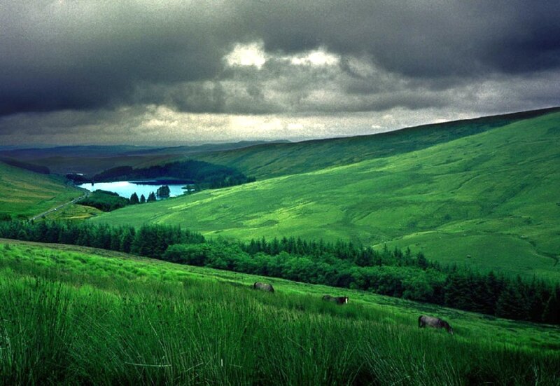 Horses Grazing on Hillside — Green