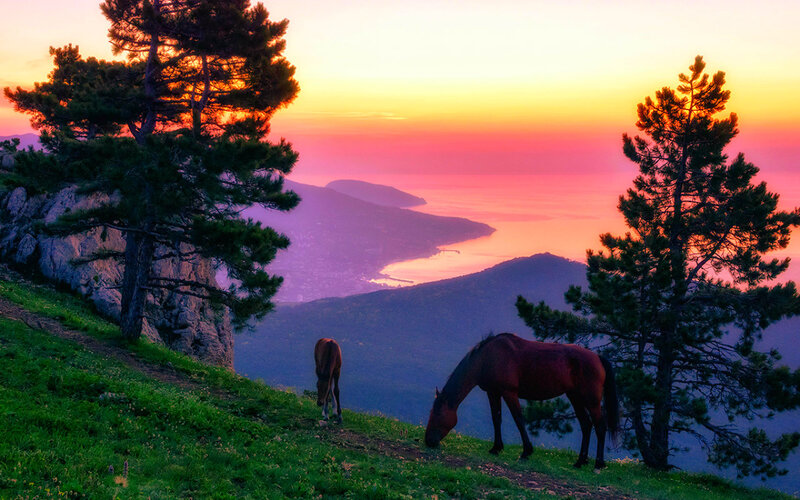 Horses Grazing on Hillside — Purple