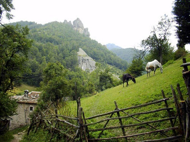 Horses Grazing on Hillside