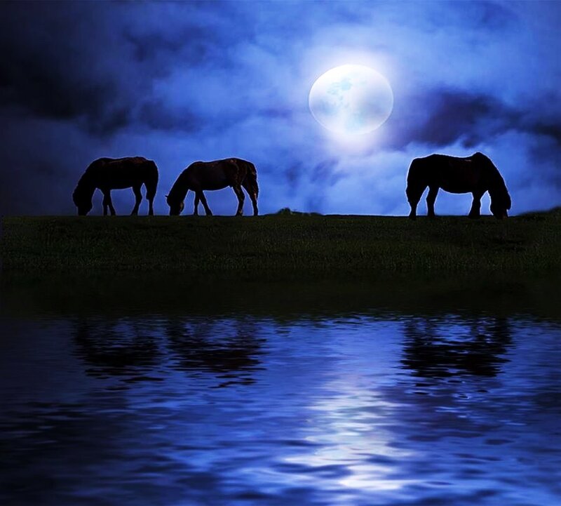 Horses grazing under moonlight
