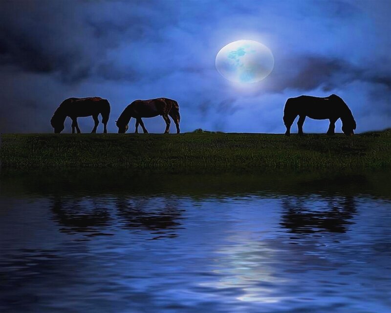 Horses grazing under moonlight