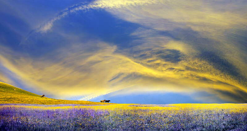 Horses in a colorful field