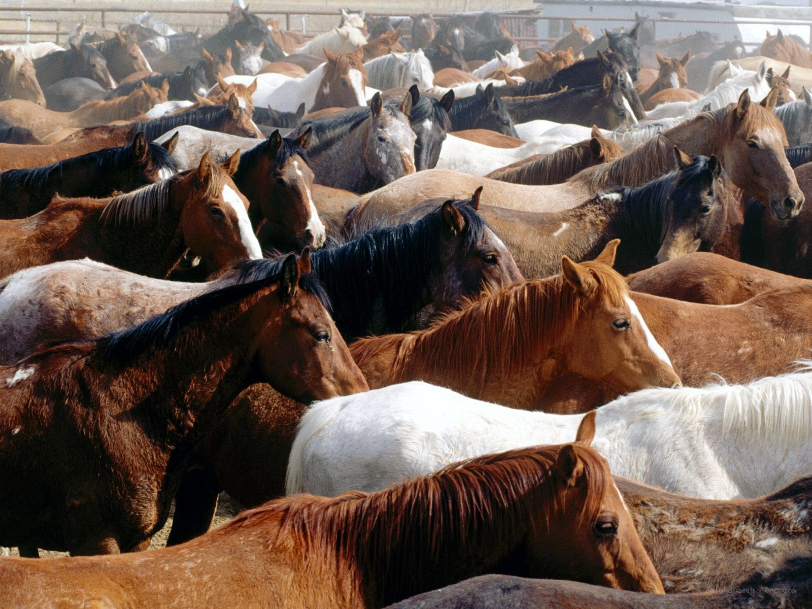 horses in a crowded enclosure