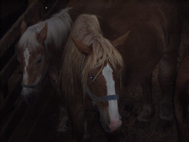 horses in a dark stable