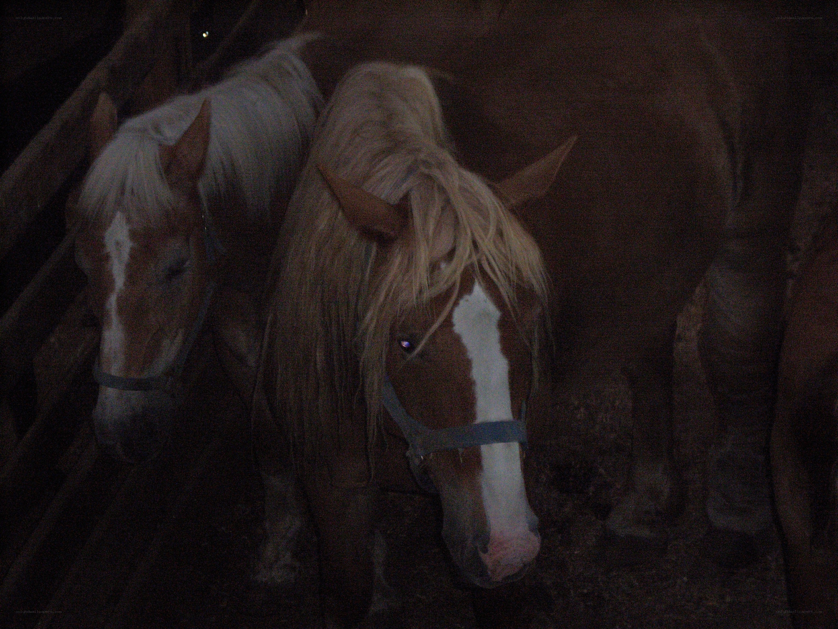 horses in a dark stable
