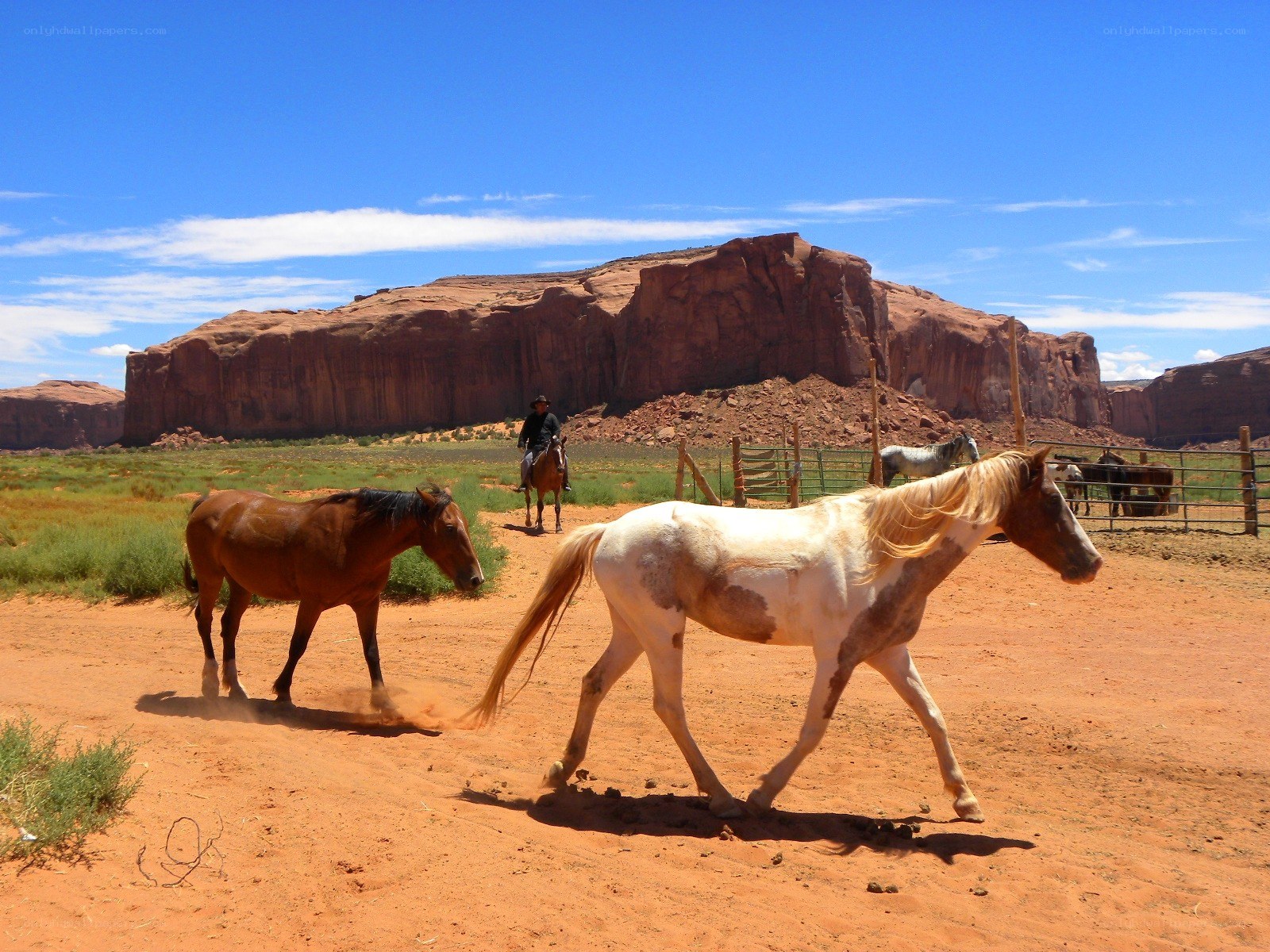 Horses in a desert landscape
