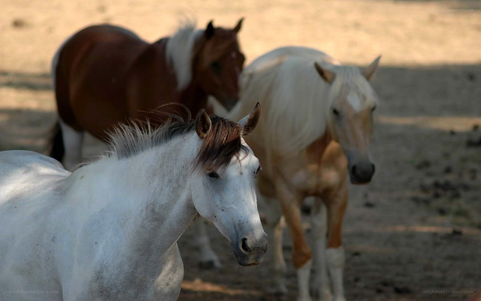 horses in a dusty field