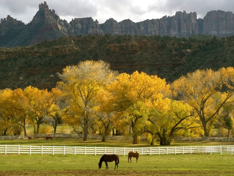 Horses in a fall pasture